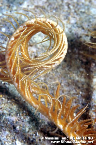 Giglio di mare (Antedon mediterranea)