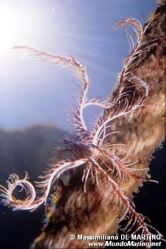 Giglio di mare (Antedon mediterranea)