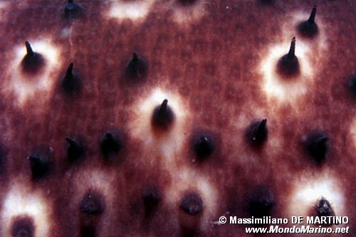 Oloturia (Holothuria sanctori)