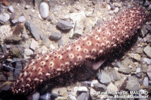 Oloturia (Holothuria sanctori)