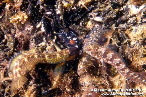Bavosa gota gialla (Lipophrys canevae)