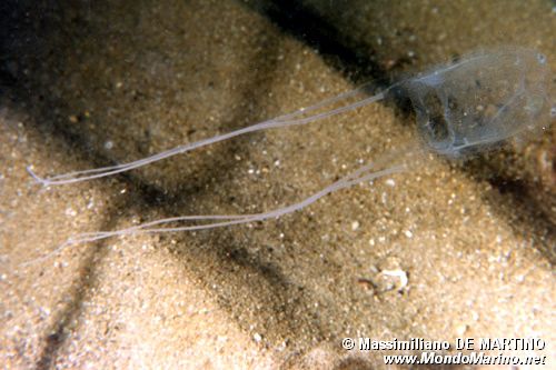 Medusa (Carybdea marsupialis)