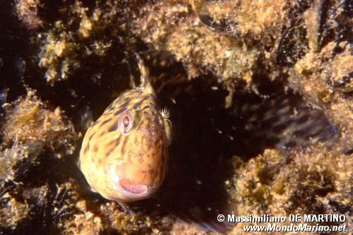 Bavosa sanguigna (Parablennius sanguinolentus)