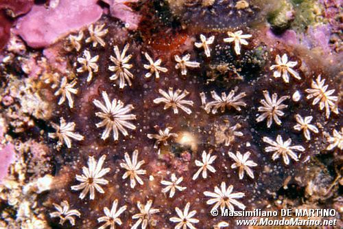 Botrillo (Botryllus schlosseri)