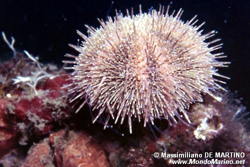 Riccio verde di prateria (Psammechinus microtuberculatus)