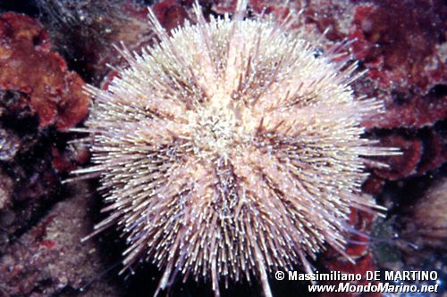 Riccio verde di prateria (Psammechinus microtuberculatus)