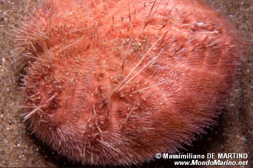 Spatango (Spatangus purpureus)