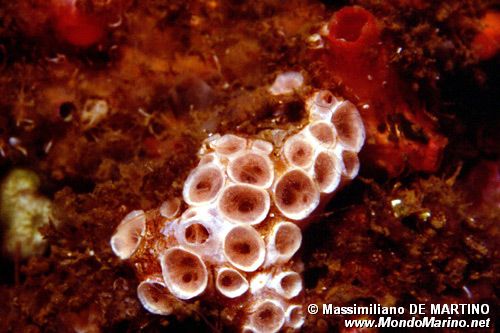Spugna rosa (Hemimycale columella)