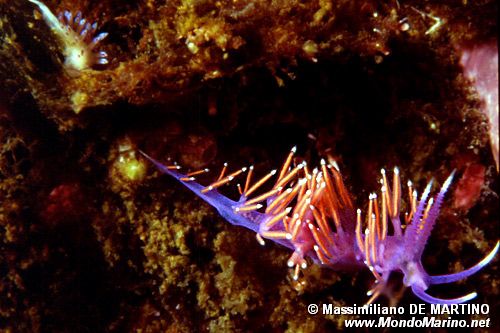 Flabellina rossa (Flabellina ischitana)