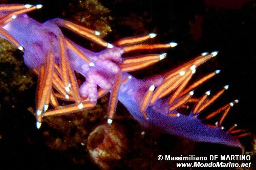 Flabellina rossa (Flabellina ischitana)