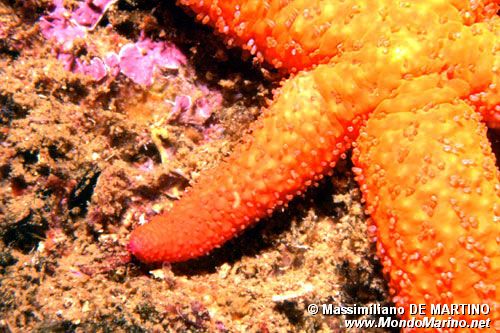 Stella rossa (Echinaster sepositus)