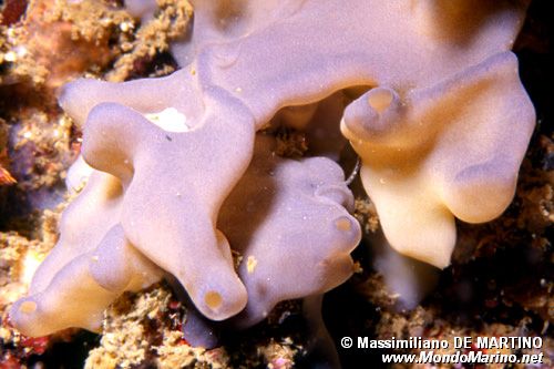 Spugna (Oscarella lobularis)