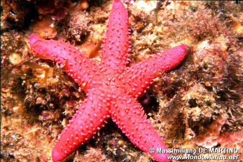 Stella rossa (Echinaster sepositus)