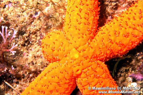 Stella rossa (Echinaster sepositus)