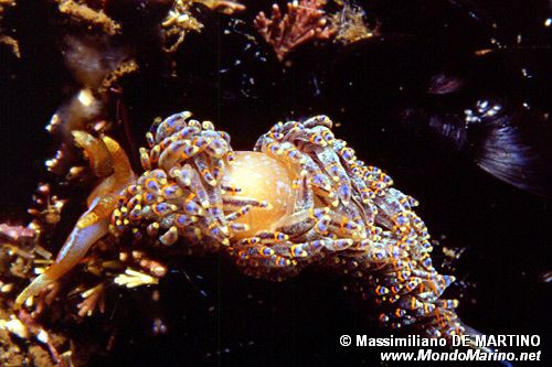 Facelina coronata (Facelina coronata)