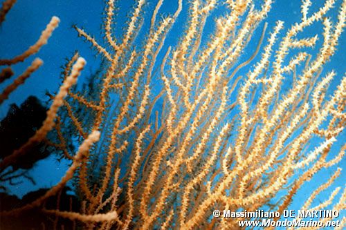 Gorgonia gialla (Eunicella cavolinii)