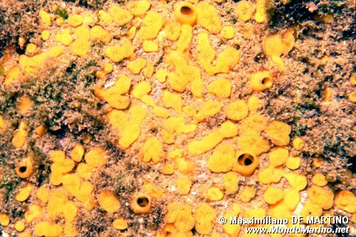 Spugna perforante (Cliona celata)