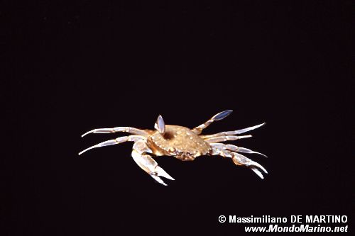 Granchio tubercolato (Macropipus tuberculatus)