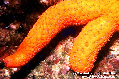 Stella rossa (Echinaster sepositus)