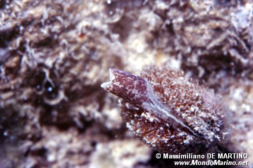 Gregariella (Gregariella petagnae)