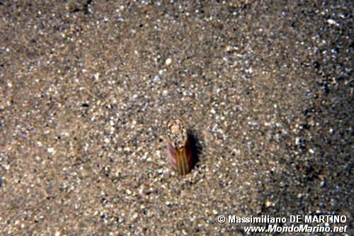 Cannolicchio (Solen marginatus)