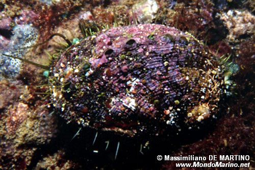 Orecchia di mare (Haliotis tuberculata lamellosa)