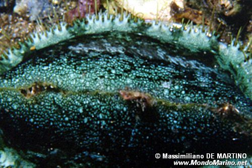 Orecchia di mare (Haliotis tuberculata lamellosa)