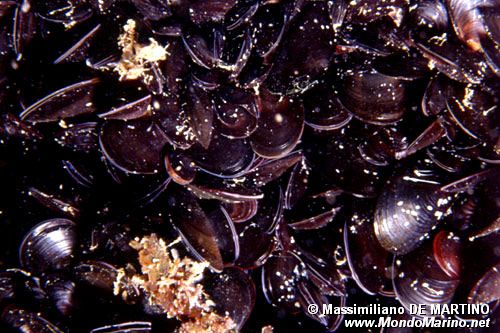 Cozza (Mitilus galloprovincialis)