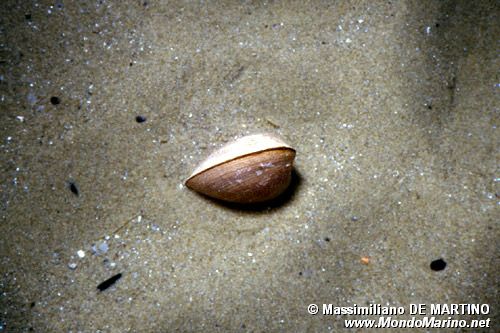 Madia bianca (Mactra stultorum)