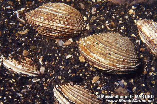 Tartufo di mare (Venus verrucosa)