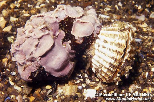 Cuore di laguna (Cerastoderma glaucum)