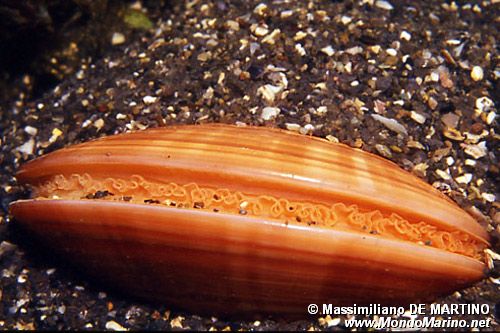 Fasolara (Callista chione)