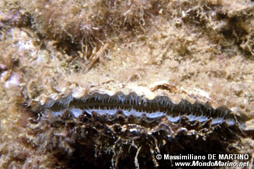 Ostrica comune (Ostrea edulis)