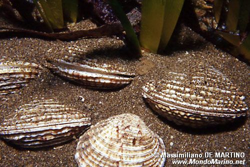 Tartufo di mare (Venus verrucosa)