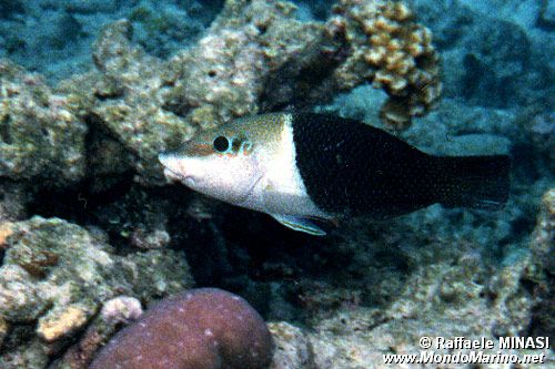 Labride dalle pinne nere (Hemigymnus melapterurus)