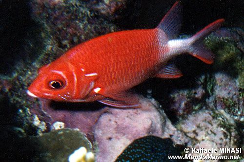 Pesce scoiattolo dalla coda bianca (Sargocentron caudimaculatum)