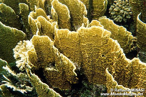 Corallo di fuoco (Millepora platyphylla)