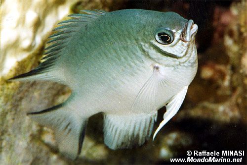 Damigella a ventre bianco (Amblyglyphidodon leucogaster)
