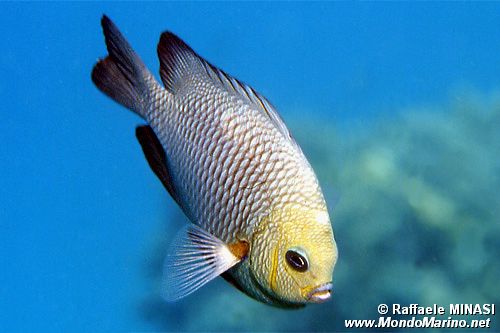 Dascillus nero (Dascyllus trimaculatus)