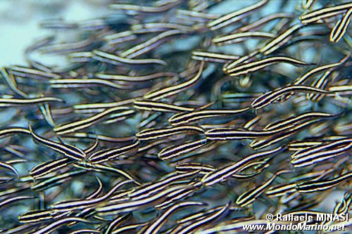 Pesce gatto di mare (Plotosus lineatus)