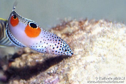 Labride pagliaccio (Coris aygula)