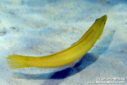 Labride a sigaro (Cheilio inermis)